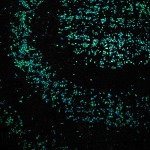 Van Gogh Bicycle Path - Daan Roosegaarde