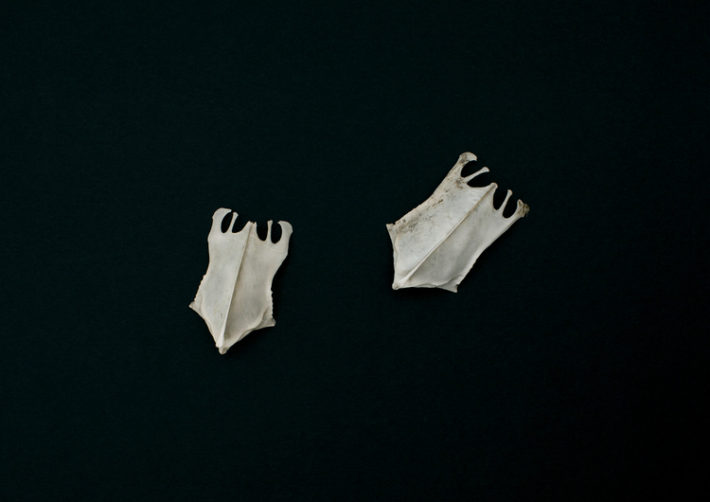 from DUNES, Bird+Bones Breast+Plate © Lux Eterna