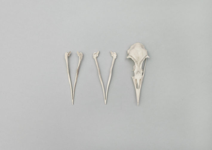 from DUNES, Bird+Bones, skulls © Lux Eterna