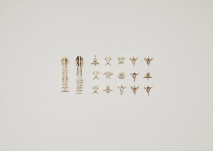 from DUNES, Bird+Bones, vertebrae © Lux Eterna